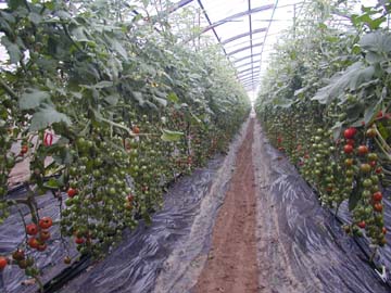ルビスクが常に活用されている、2Lサイズに揃ったハウス栽培の見事なトマト
